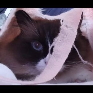 Meet your Posher, Dawn